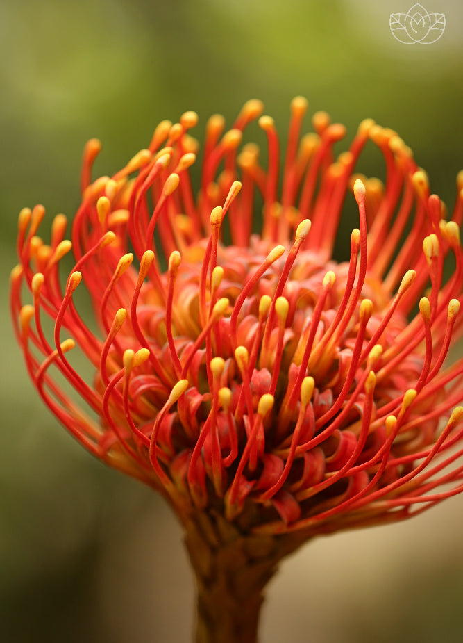 Protea pincushion
