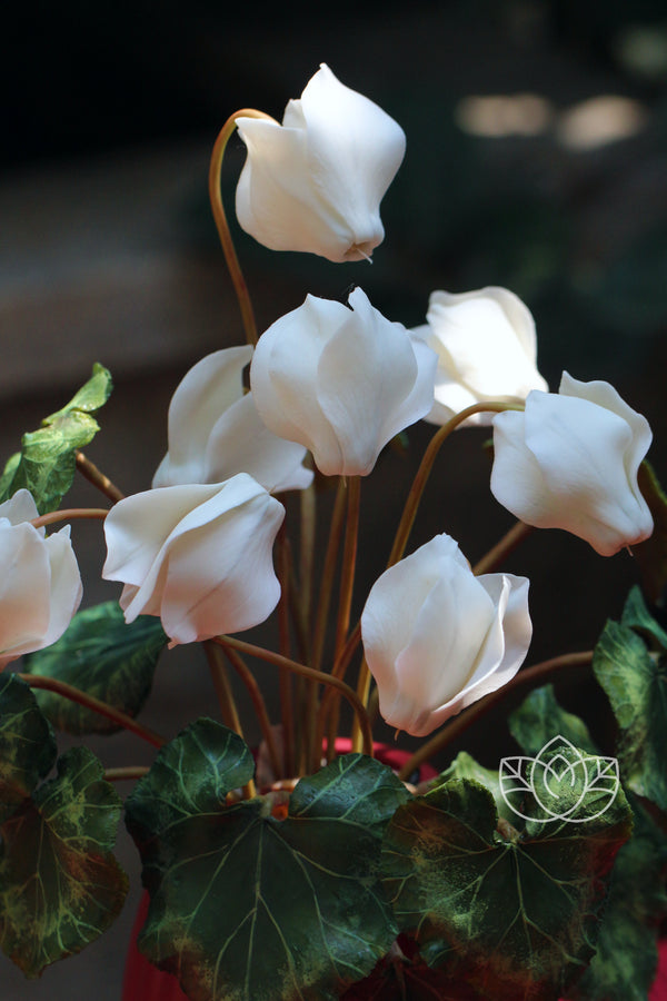 Cyclamen