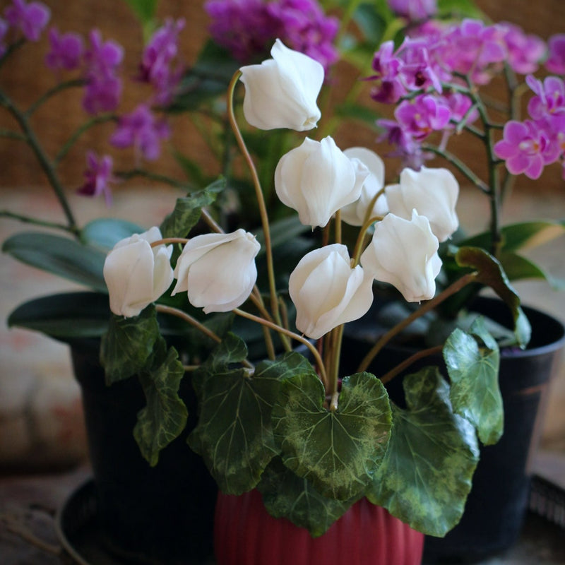 Cyclamen