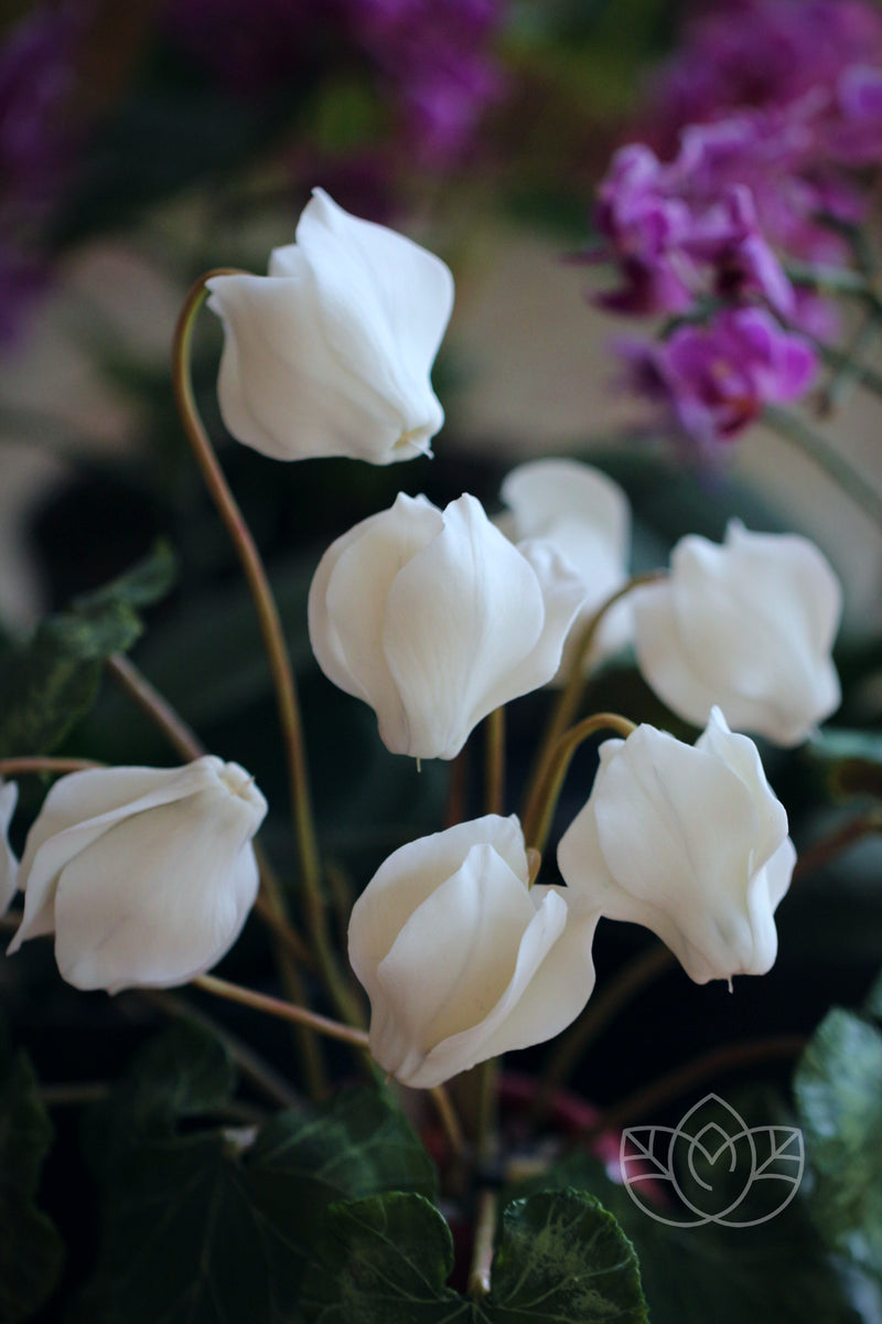 Cyclamen