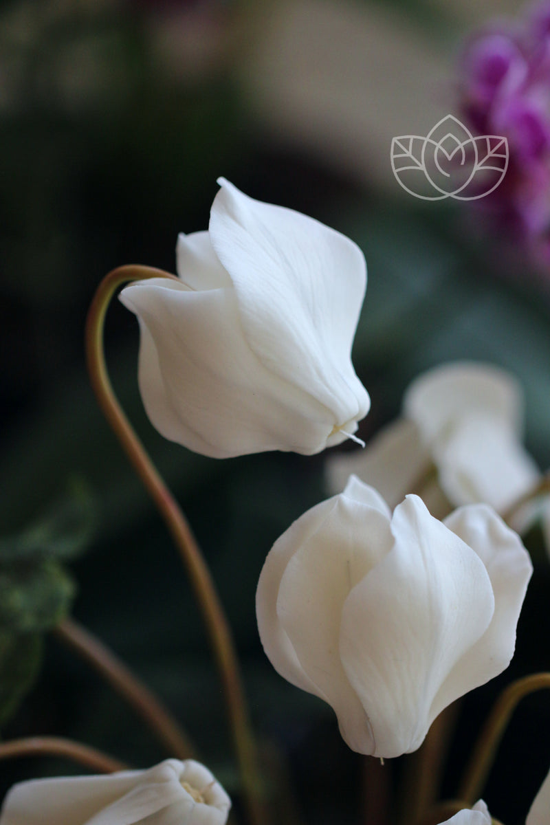 Cyclamen