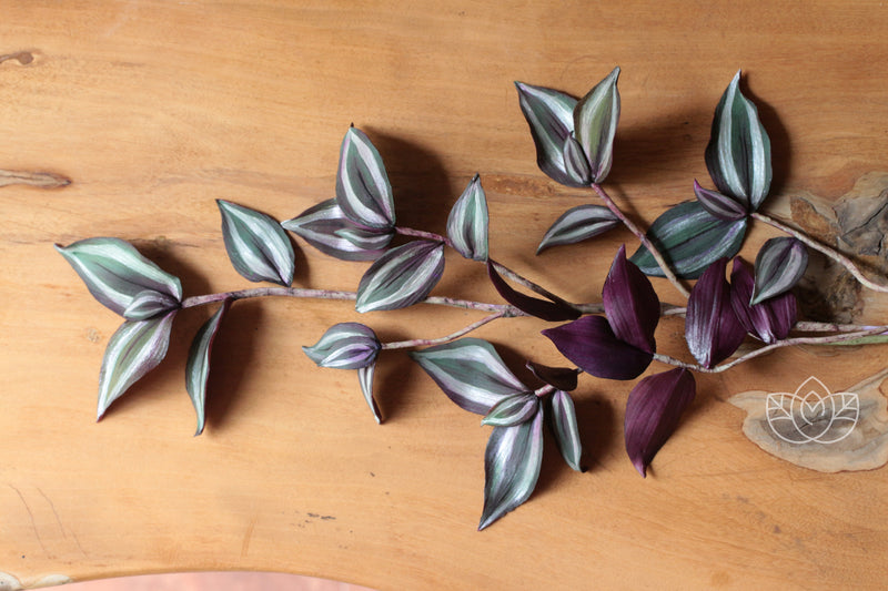 Wandering Jew