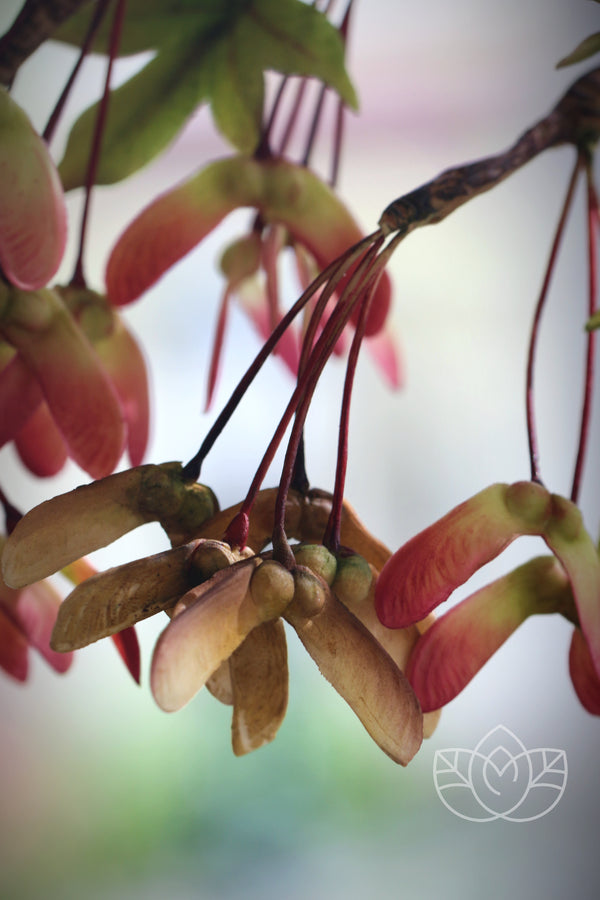 Japanese Maple Seeds