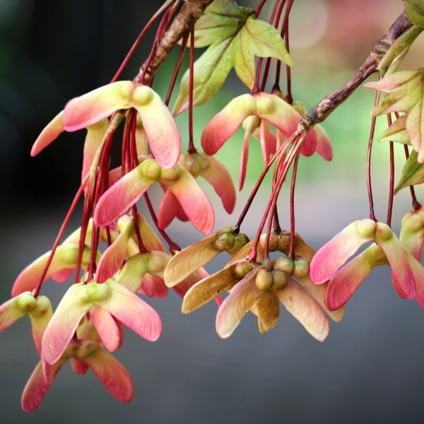 Japanese Maple Seeds