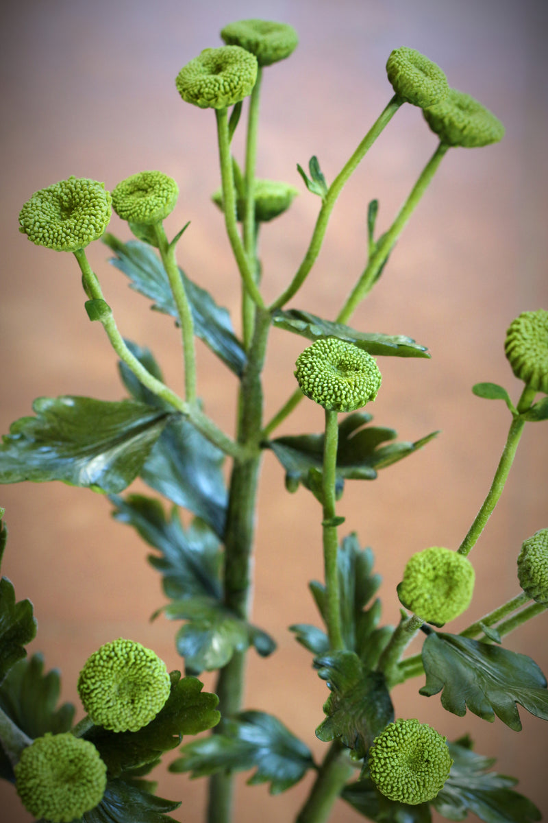 Button Chrysanthemum