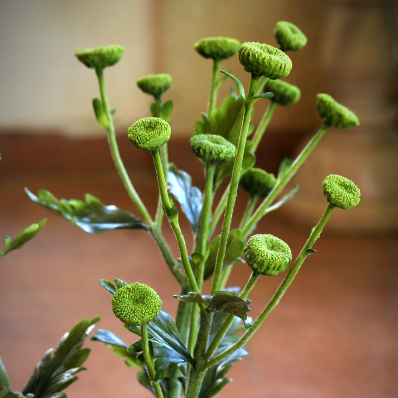 Button Chrysanthemum