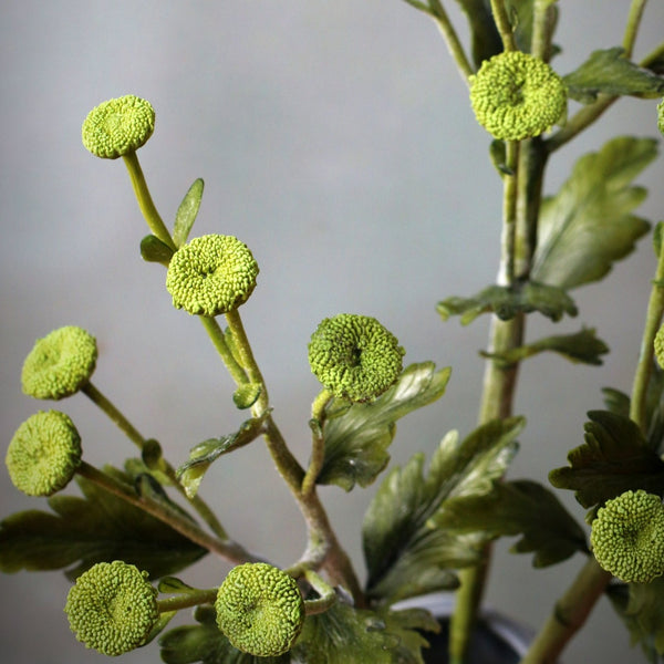 Button Chrysanthemum