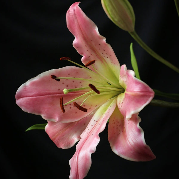 Oriental Lily