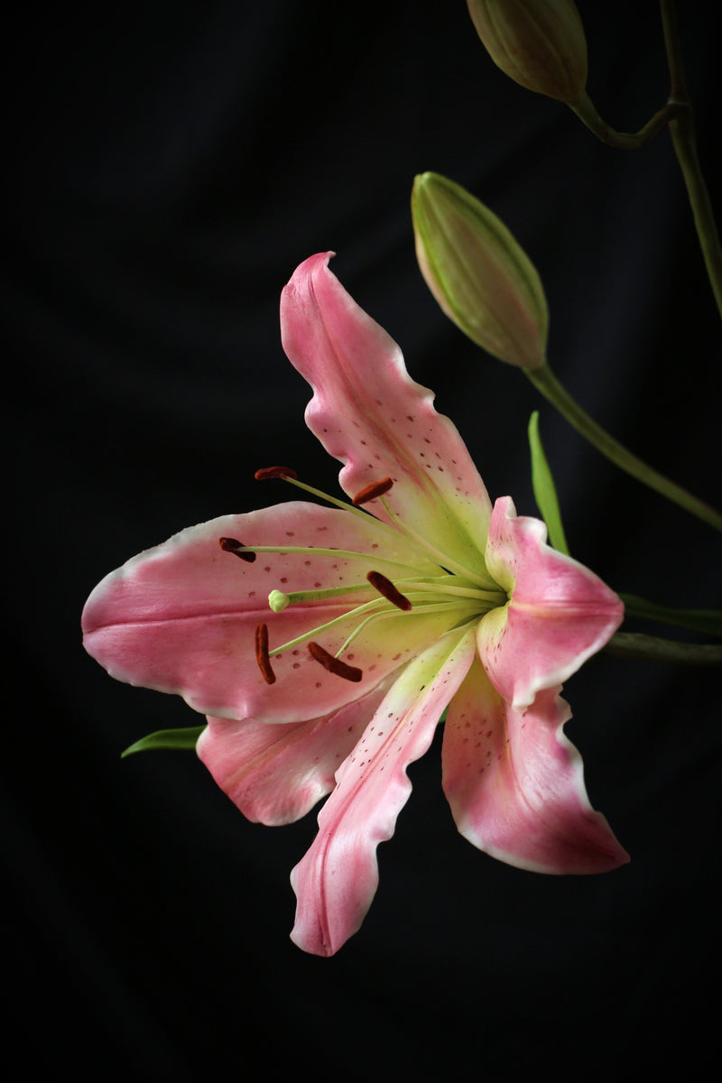 Oriental Lily