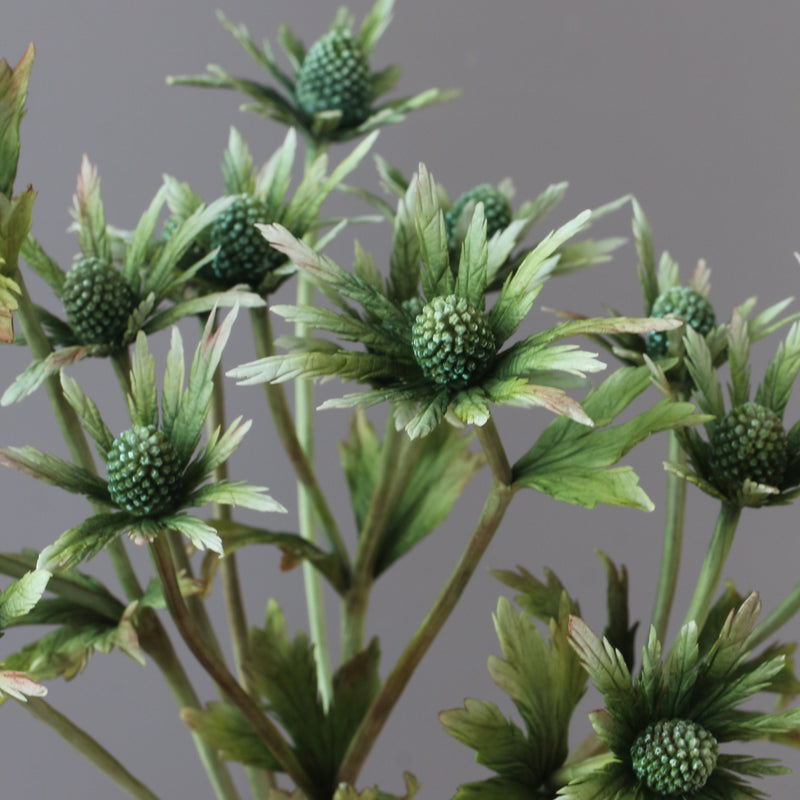 Eryngium Masterclass