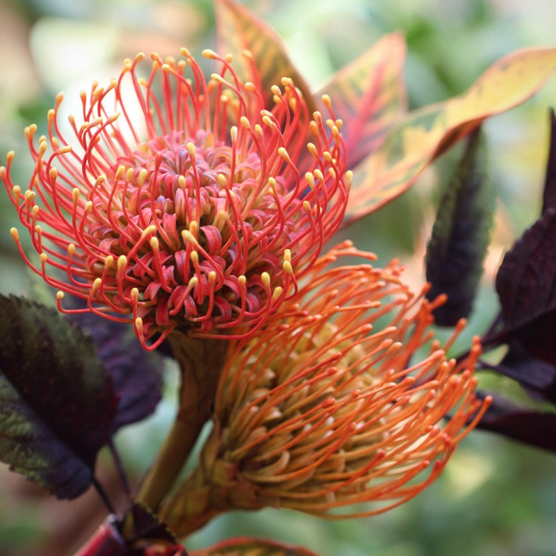 Protea pincushion