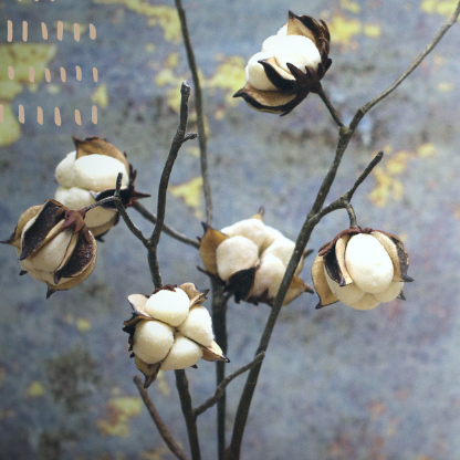 Cotton Flower Masterclass