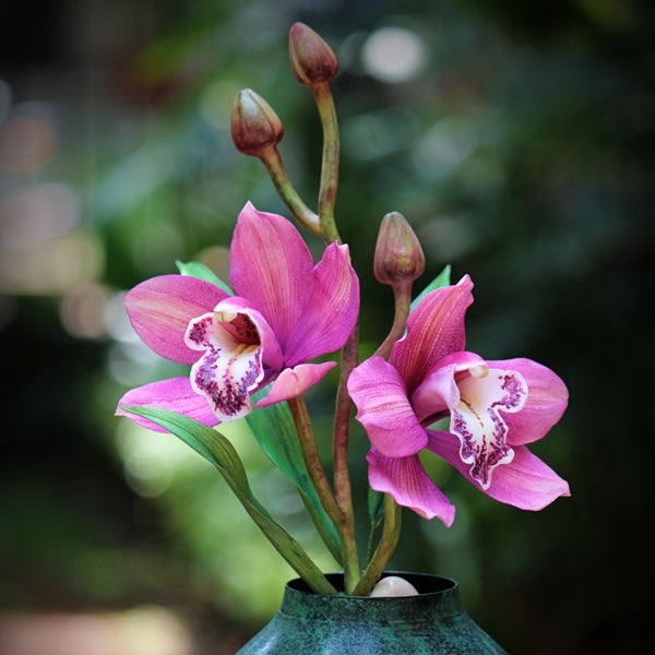 Cymbidium Orchid