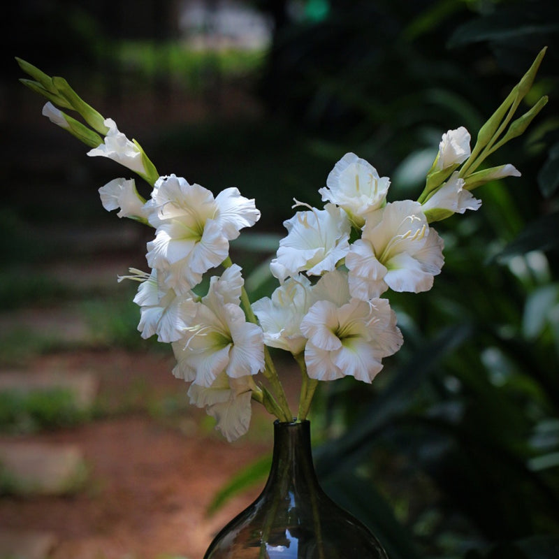 Gladiolus