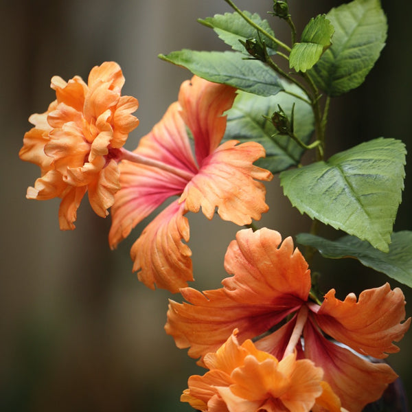 Pom Pom Hibiscus