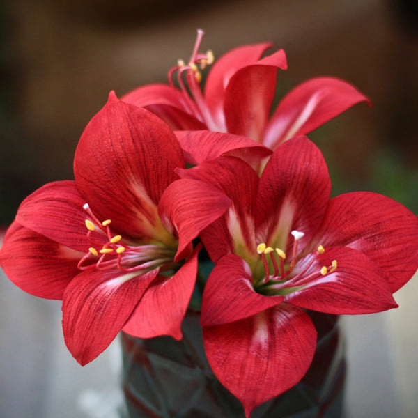 Amaryllis