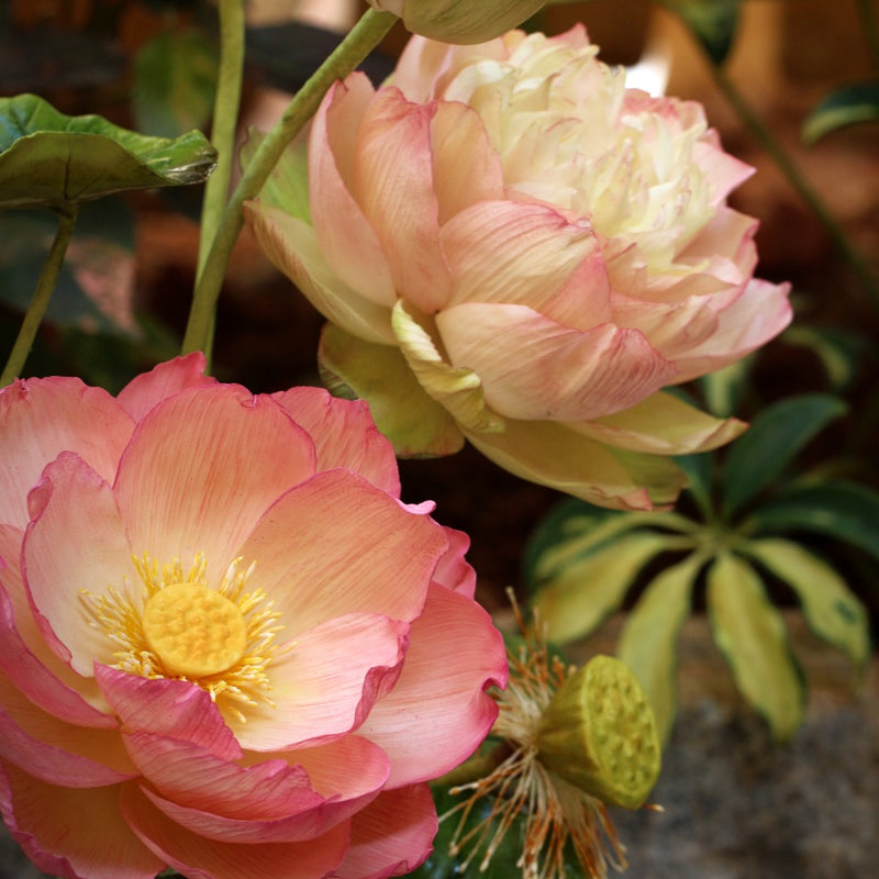 Indian Lotus and Hybrid Lotus