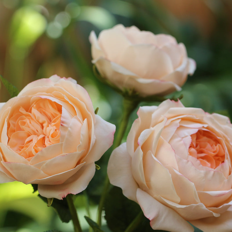 David Austin Rose Masterclass