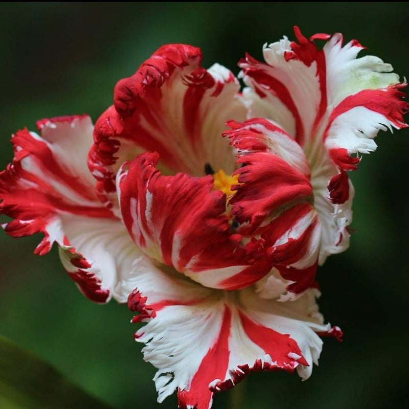 Red & White Parrot Tulip Masterclass