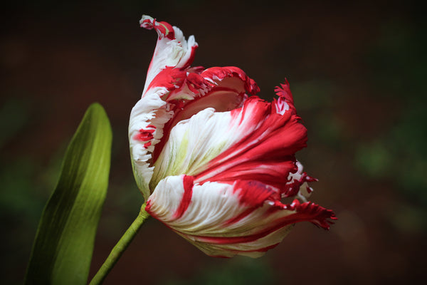 Parrot Tulip