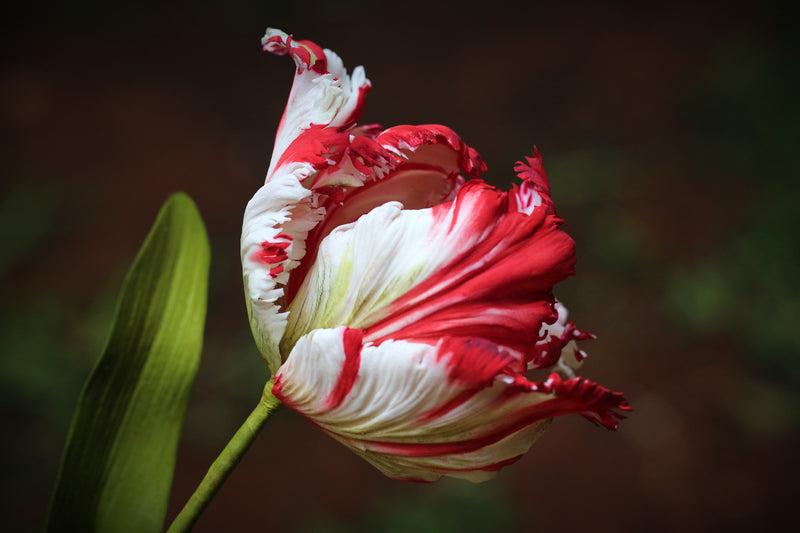 Parrot Tulip