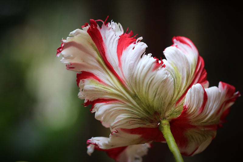 Parrot Tulip