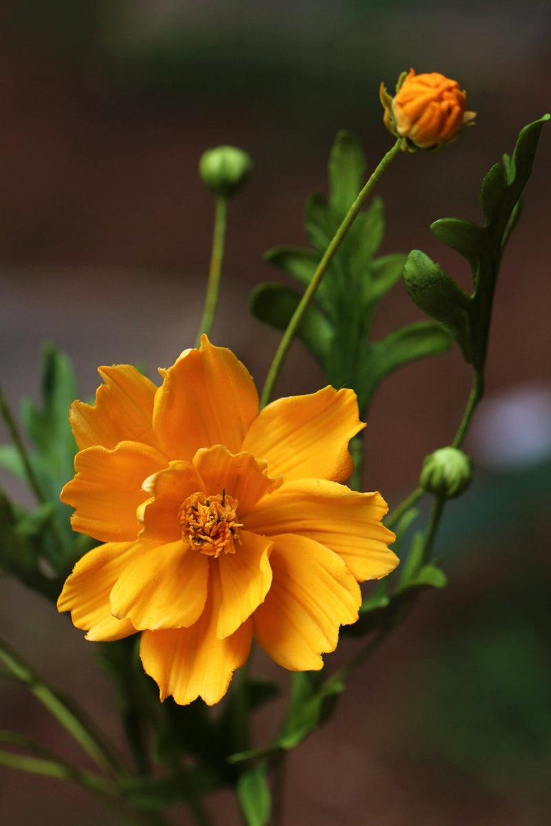 Yellow/ Orange Cosmos