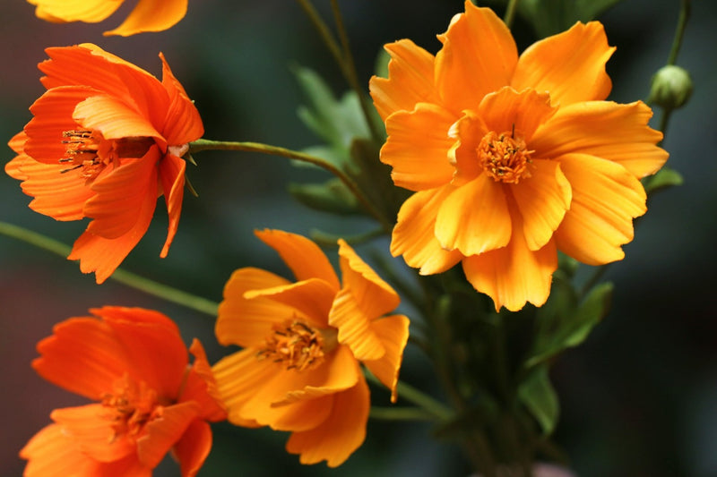 Yellow/ Orange Cosmos