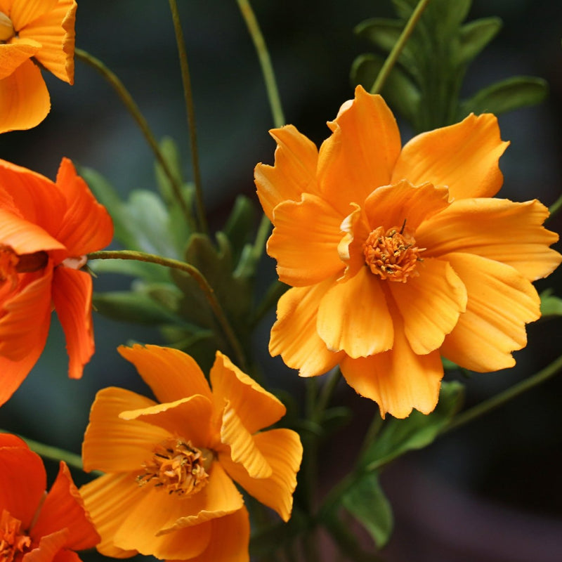Yellow/ Orange Cosmos