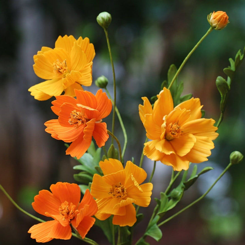 Yellow/ Orange Cosmos