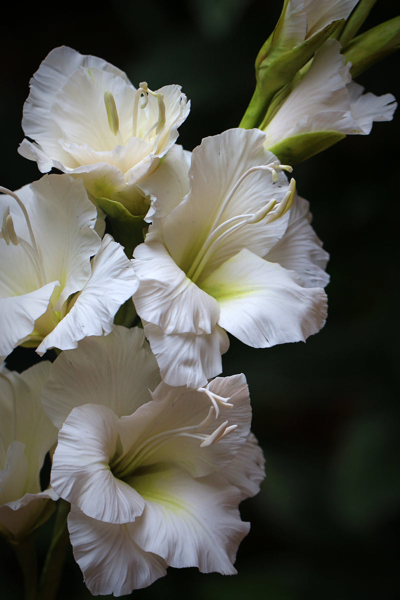 Gladiolus