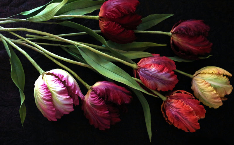 Parrot Tulips