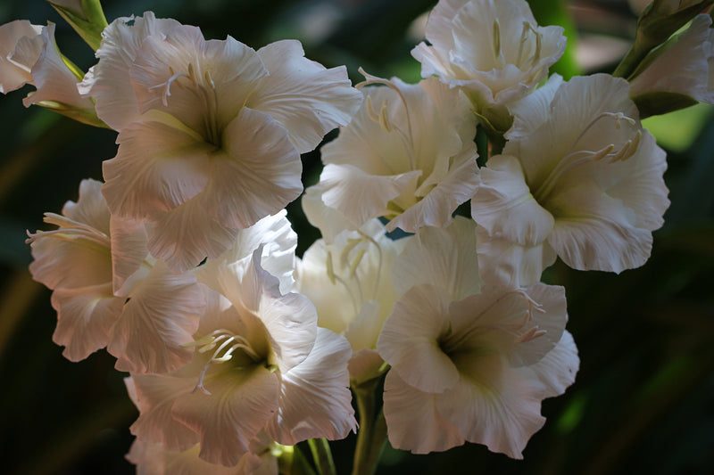 Gladiolus