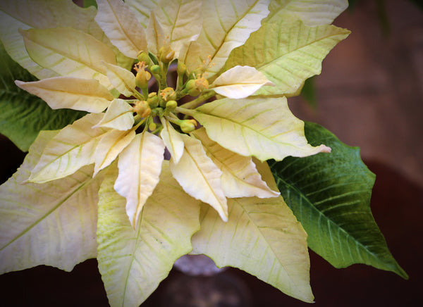 Poinsettia