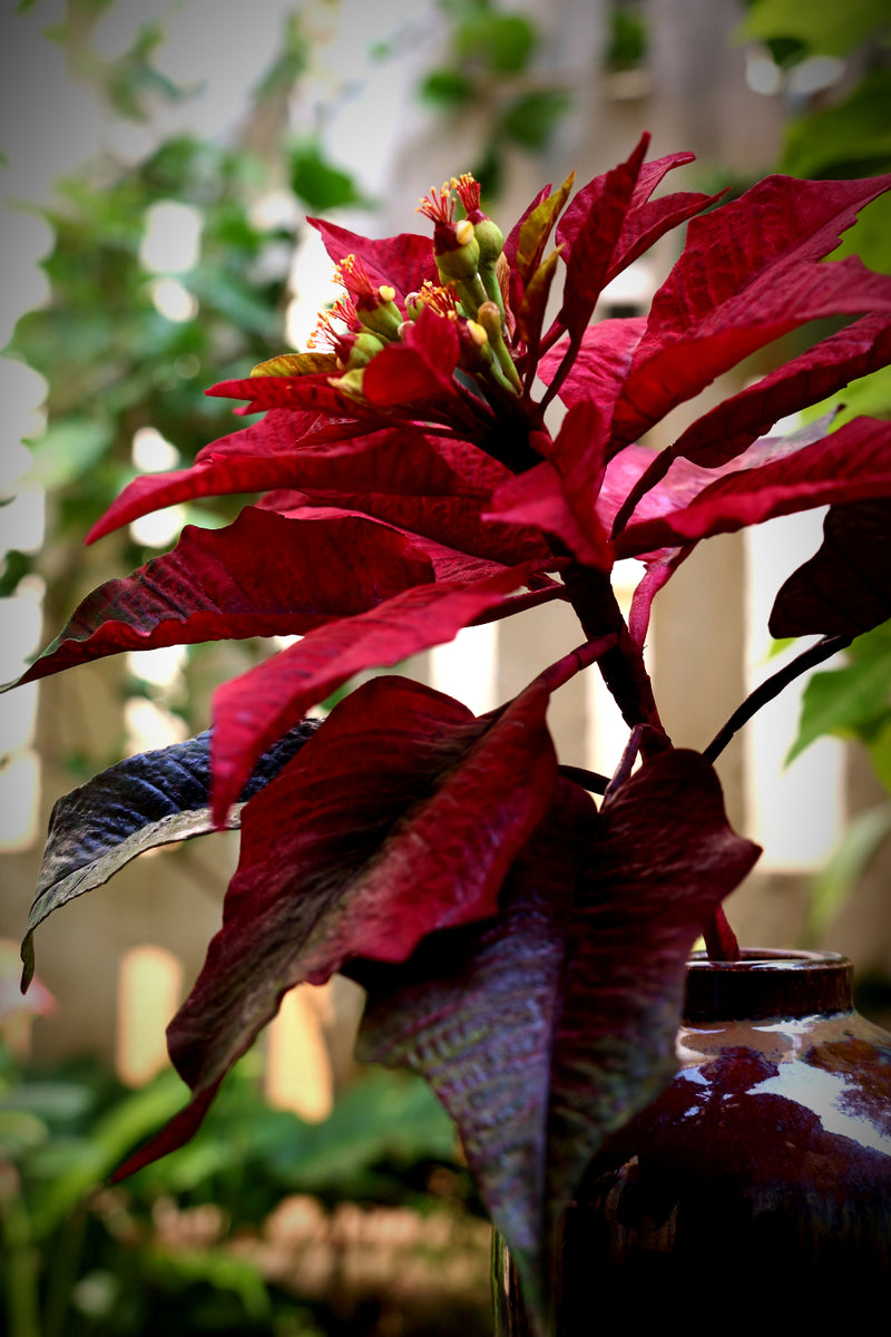 Poinsettia