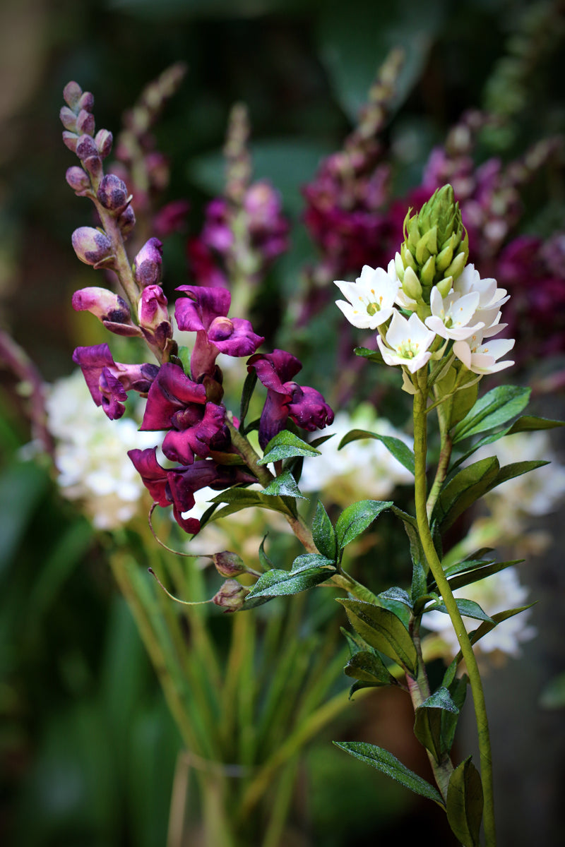 Snap Dragon and Star of Bethlehem