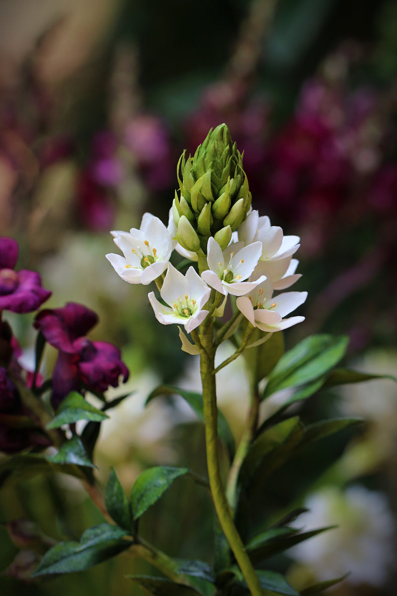 Snap Dragon and Star of Bethlehem