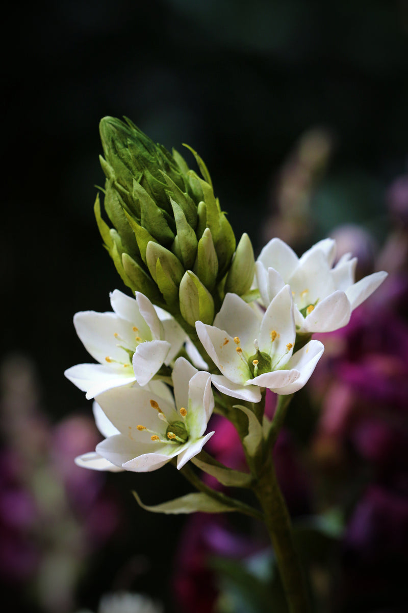 Snap Dragon and Star of Bethlehem