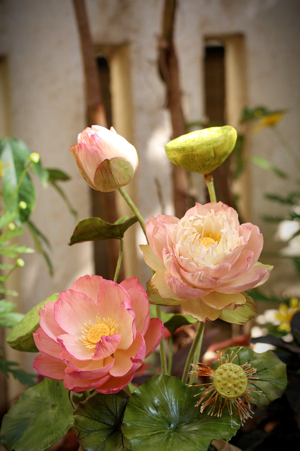Indian Lotus and Hybrid Lotus