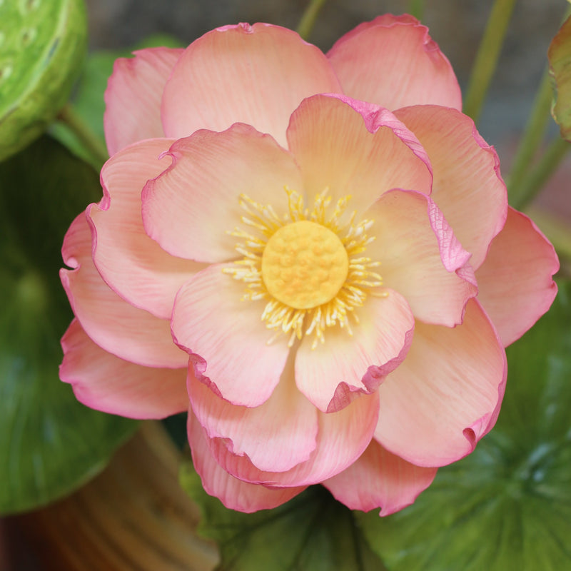 Lotus Masterclass