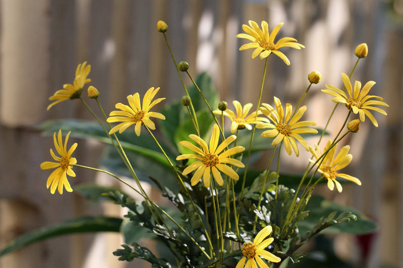 Golden Daisy