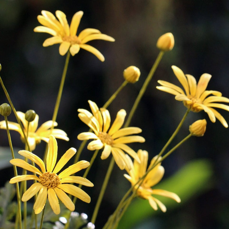 Golden Daisy