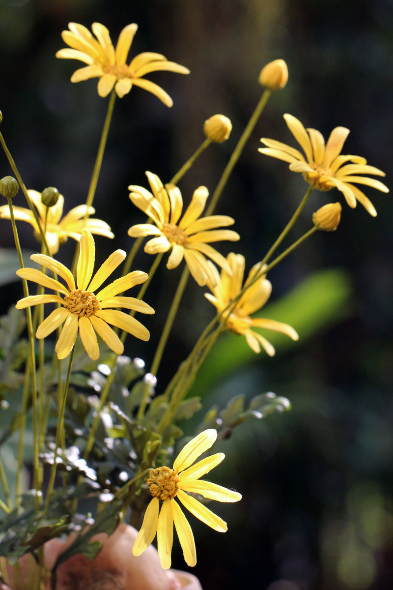 Golden Daisy