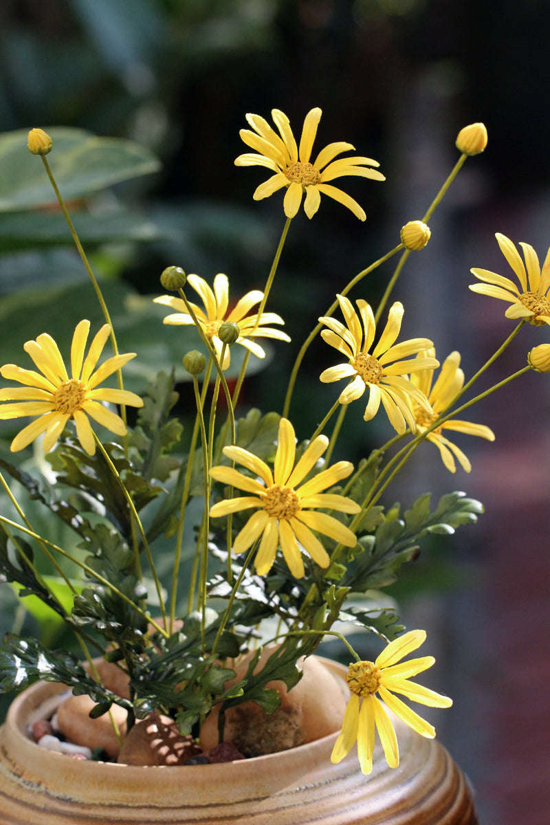 Golden Daisy