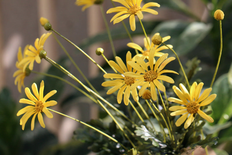 Golden Daisy