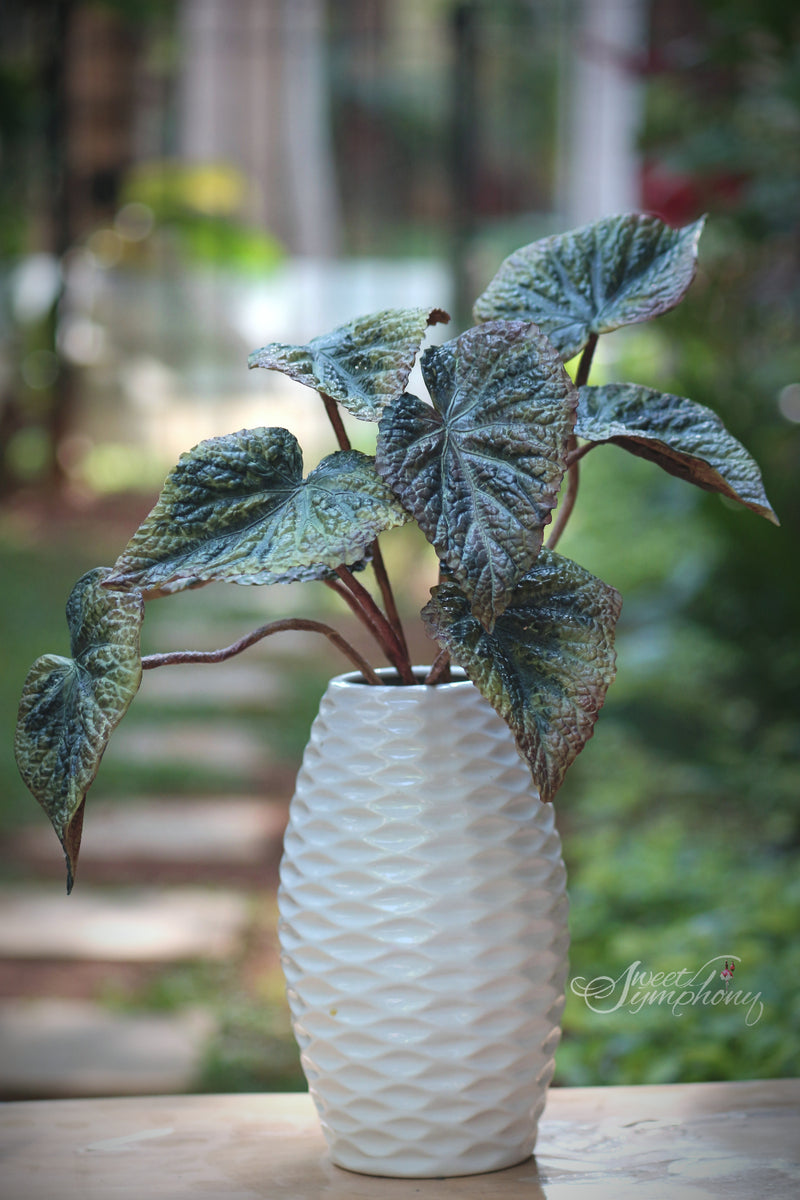 Begonias