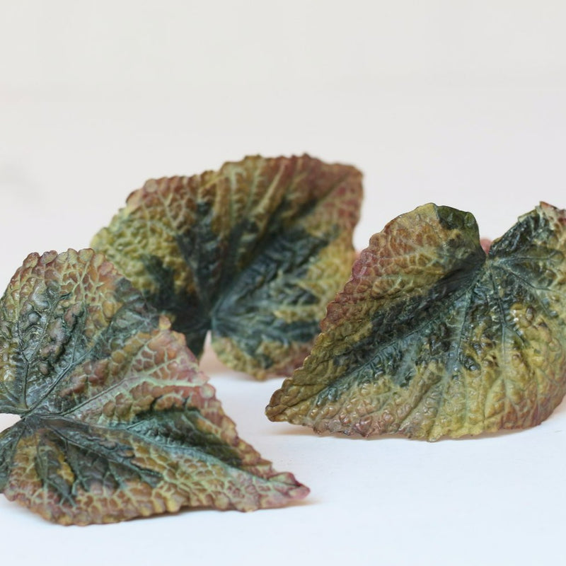 Begonias