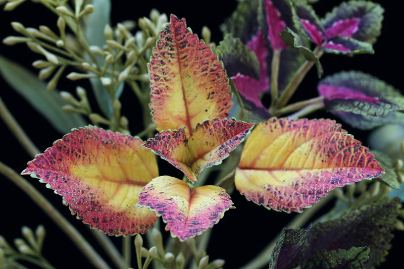 Foliage