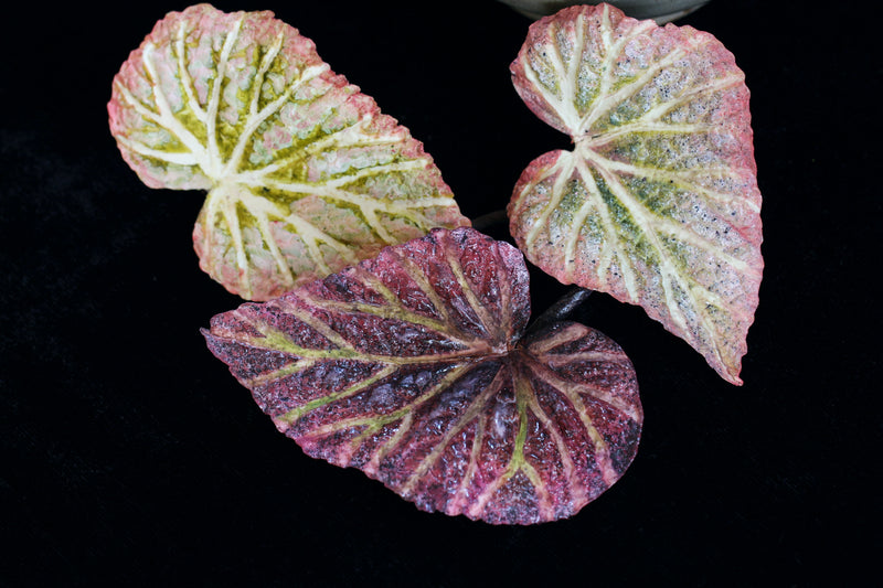 Foliage