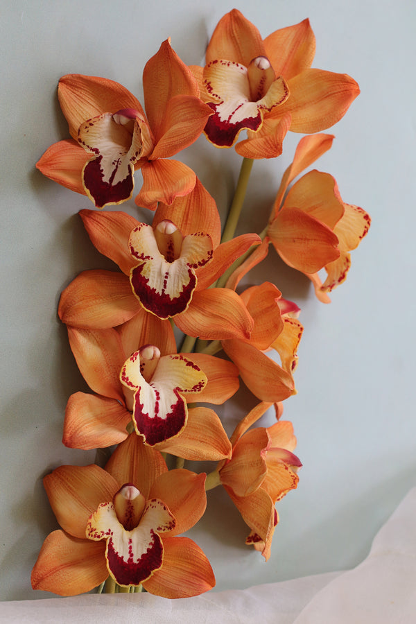 Cymbidium Orchid